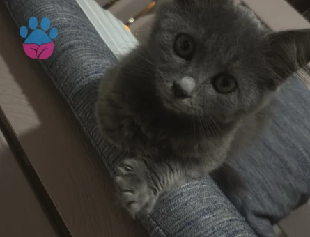 Dik kulak kırma british kedi 25 aylık - 9439 - Görsel 4