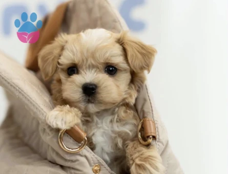 Mini Maltipoo Güzel Yüzlü Bebekler - 9440