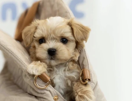 Mini Maltipoo Güzel Yüzlü Bebekler - 9440