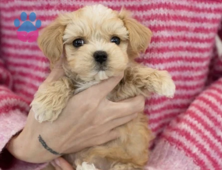 Mini Maltipoo Güzel Yüzlü Bebekler - 9440 - Görsel 3