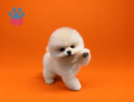 Pomeranian ırkının en seçkin yavrusu - 9441 - Görsel 3