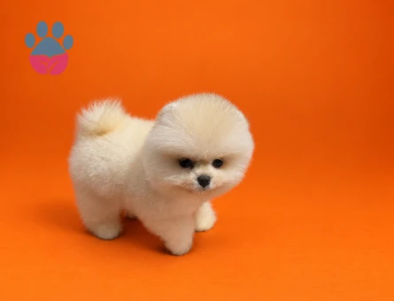 Pomeranian ırkının en seçkin yavrusu - 9441 - Görsel 2