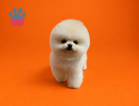Pomeranian ırkının en seçkin yavrusu - 9441 - Görsel 5