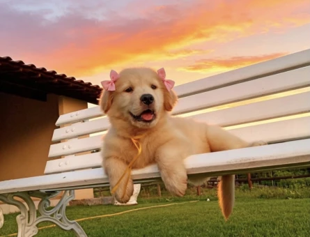 A Kalite Dişi Erkek Golden Retriever Yavrularımız - 9442