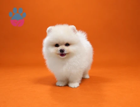 Safkan Pomeranian yavrularımız gelmiştir - 9445 - Görsel 2