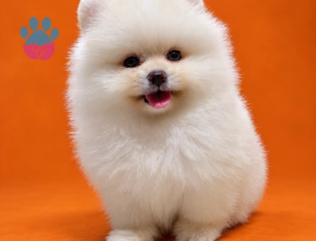Safkan Pomeranian yavrularımız gelmiştir - 9445 - Görsel 3