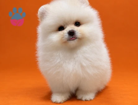 Safkan Pomeranian yavrularımız gelmiştir - 9445 - Görsel 5
