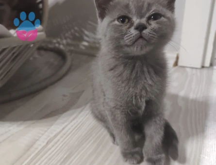 British Shorthair Sahibini Arıyor - 9446 - Görsel 2