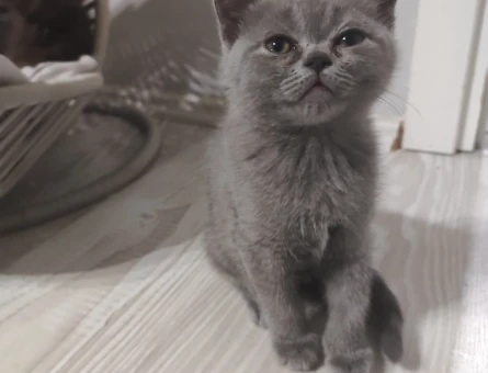 British Shorthair Sahibini Arıyor - 9446