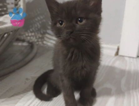 British Shorthair Sahibini Arıyor - 9446 - Görsel 3