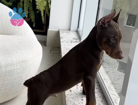 A Kali̇te Kizil Ve Si̇yah Doberman Bebekleri̇m - 9447 - Görsel 4