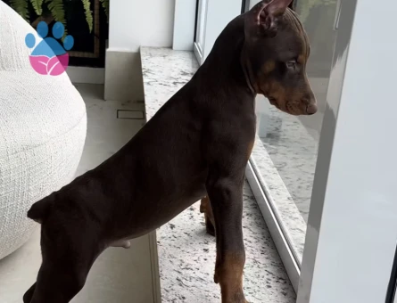A Kali̇te Kizil Ve Si̇yah Doberman Bebekleri̇m - 9447