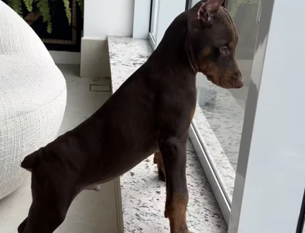 A Kali̇te Kizil Ve Si̇yah Doberman Bebekleri̇m - 9447