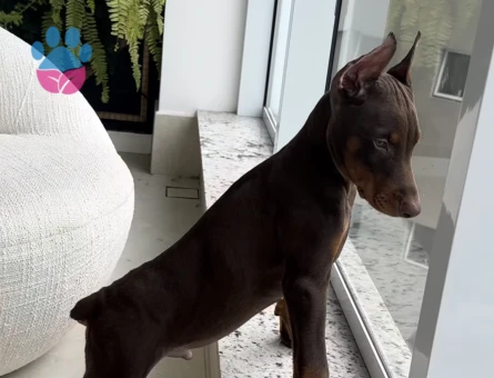 A Kali̇te Kizil Ve Si̇yah Doberman Bebekleri̇m - 9447 - Görsel 3