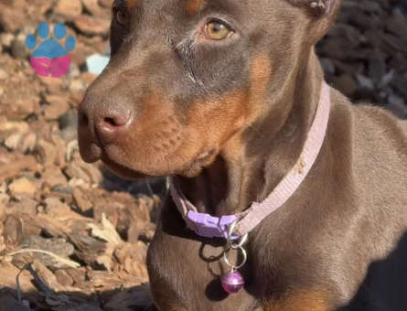 Safkan -Aşılı -Kizil Doberman - 9448 - Görsel 3