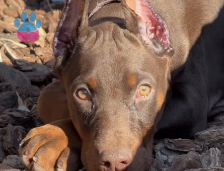 Safkan -Aşılı -Kizil Doberman - 9448 - Görsel 4