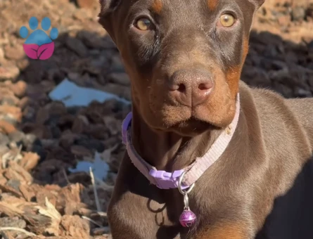 Safkan -Aşılı -Kizil Doberman - 9448