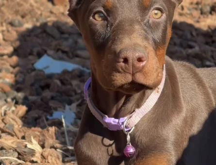 Safkan -Aşılı -Kizil Doberman - 9448