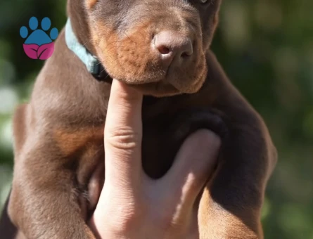 Her Renk King Doberman Yavrular Sizlerle - 9449