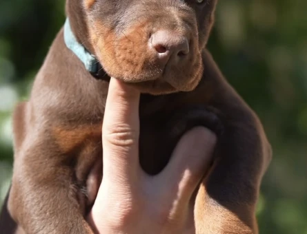 Her Renk King Doberman Yavrular Sizlerle - 9449