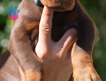 Her Renk King Doberman Yavrular Sizlerle - 9449 - Görsel 3