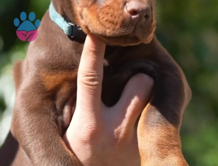 Her Renk King Doberman Yavrular Sizlerle - 9449 - Görsel 4