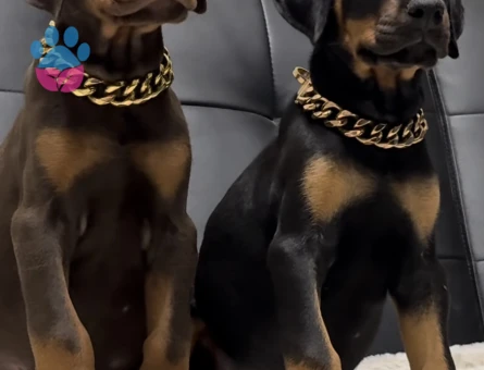 Her Renk King Doberman Yavrular Sizlerle - 9450 - Görsel 3