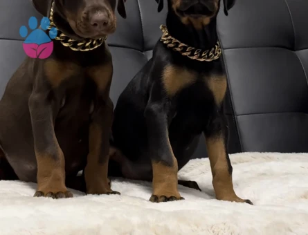Her Renk King Doberman Yavrular Sizlerle - 9450