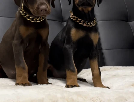 Her Renk King Doberman Yavrular Sizlerle - 9450