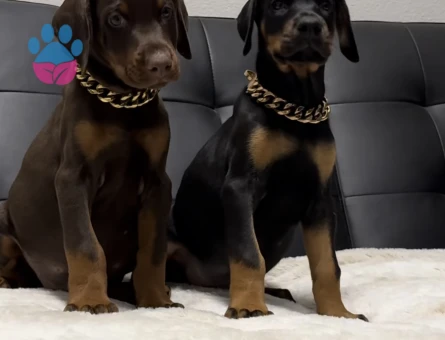 Her Renk King Doberman Yavrular Sizlerle - 9450 - Görsel 4
