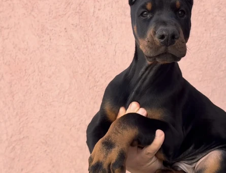 Secereli Üst Kalite Doberman Yavrularım - 9451