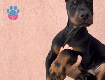 Secereli Üst Kalite Doberman Yavrularım - 9451 - Görsel 3