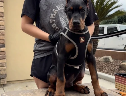 İnsanlardan Sıkıldınız Mı O Zaman Bir Doberman Alın Estetikl - 9452