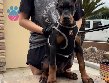 İnsanlardan Sıkıldınız Mı O Zaman Bir Doberman Alın Estetikl - 9452 - Görsel 3