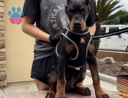 İnsanlardan Sıkıldınız Mı O Zaman Bir Doberman Alın Estetikl - 9452 - Görsel 4