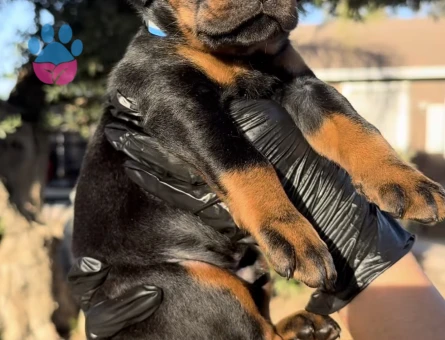 Üst Kalite Doberman Yavrularım - 9453