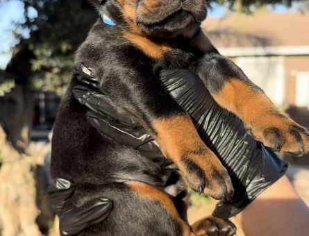 Üst Kalite Doberman Yavrularım - 9453