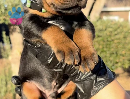 Üst Kalite Doberman Yavrularım - 9453 - Görsel 4