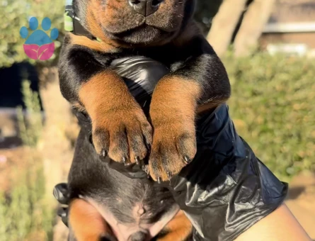 Üst Kalite Doberman Yavrularım - 9453 - Görsel 3