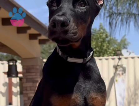 Doberman Bebekleri̇mi̇z - 9454