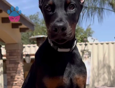 Doberman Bebekleri̇mi̇z - 9454 - Görsel 3