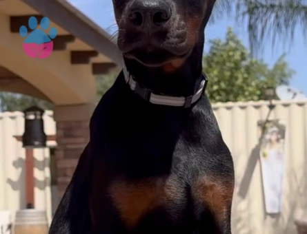 Doberman Bebekleri̇mi̇z - 9454 - Görsel 4