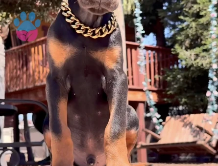 King Kızıl Ve Siyah Doberman Yavrular - 9455