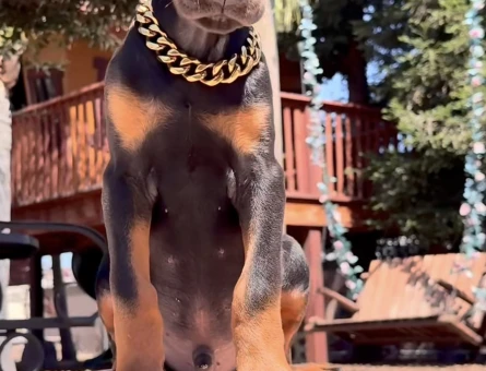 King Kızıl Ve Siyah Doberman Yavrular - 9455