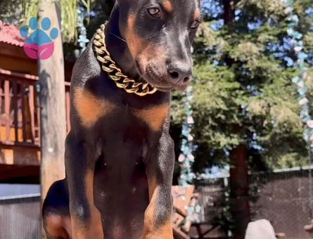 King Kızıl Ve Siyah Doberman Yavrular - 9455 - Görsel 3