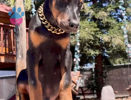 King Kızıl Ve Siyah Doberman Yavrular - 9455 - Görsel 4