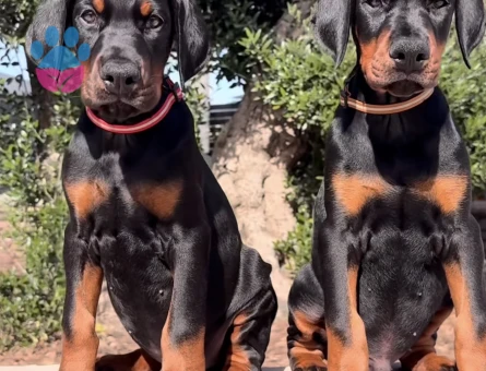 King Doberman Yavrularimiz Hazirdir - 9456