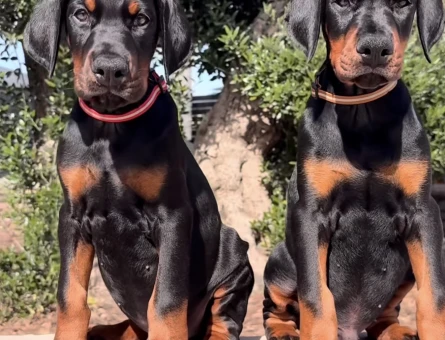 King Doberman Yavrularimiz Hazirdir - 9456
