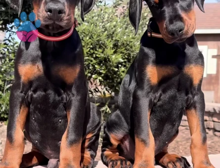 King Doberman Yavrularimiz Hazirdir - 9456 - Görsel 3