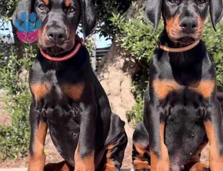 King Doberman Yavrularimiz Hazirdir - 9456 - Görsel 4